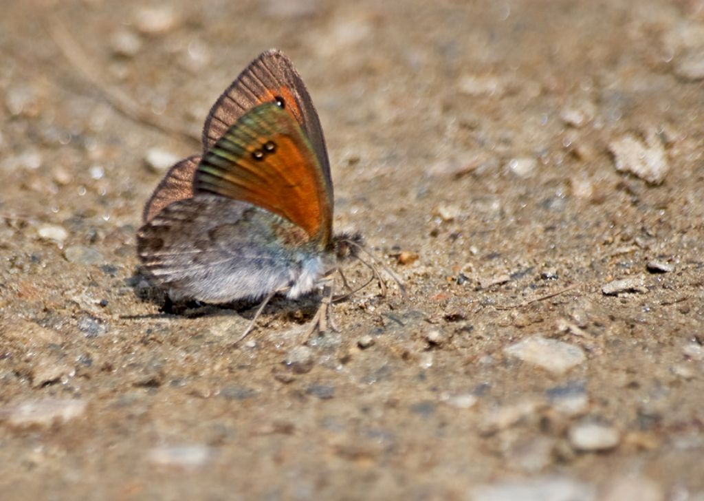chiedo aiuto per altra Erebia da classificare. E.tyndarus?